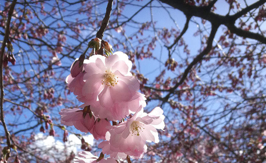 Kirsikankukat
